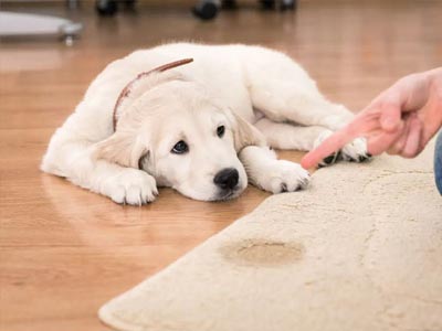 Old Pet Stain Removal throughout Dayton, Newdale, & Idaho Falls