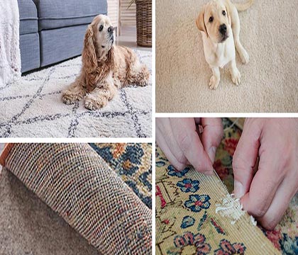 Pets on the rug and rug repairing scene