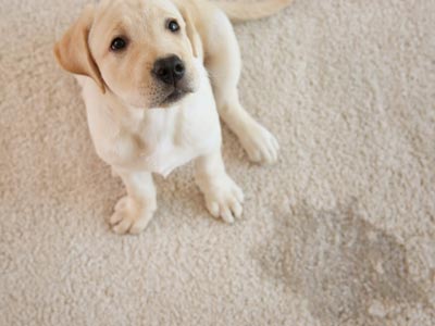Pet Urine Removal in Idaho Falls